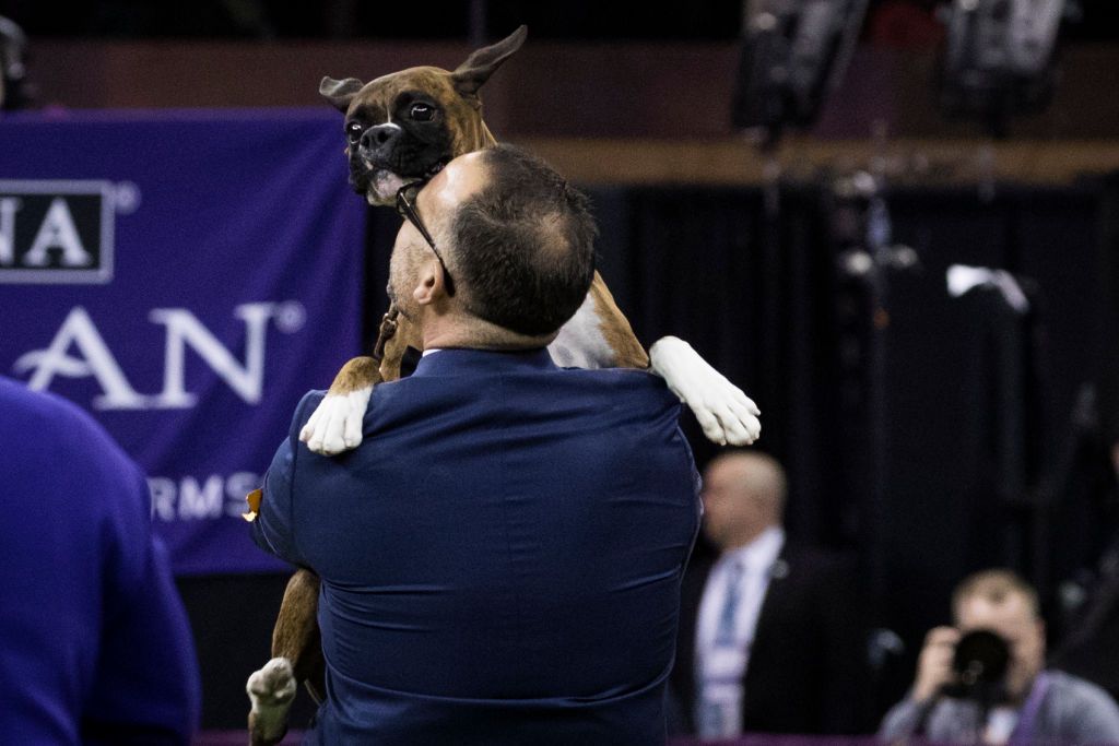 Devlin the Boxer is embraced by her handler Diego Garcia after winning the working group <br>